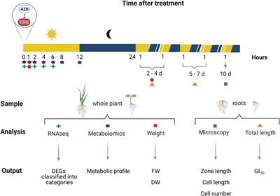 Shedding Light on the Dynamic Role of the “Target of Rapamycin” Kinase in the Fast-Growing C4 Species Setaria viridis, a Suitable Model for Biomass Crops